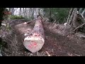 Extreme Intelligent Big Tree Tractor Operator - Fastest Dangerous Skidder Control Skill copy