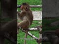 Mini Monkey Mayhem 30 Seconds of Jungle Fun!  #information #animals