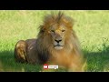 Chilling with a lion (4K 60 FPS) 🦁 Lord Of The Jungle🐆Film Wild Animals Film🦁Relaxing Music