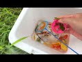 Amazing Catch Banana Fish In Surprise Eggs, Koi Fish, Betta Fish, Catfish, Neon Fish, Guppies