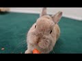ASMR. Bunny eating a crunchy carrot.