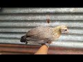 CHICKEN GROWTH FROM 1 DAY TO 50 DAYS OLD || GAMEFOWL