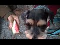 Snickers eats watermelon