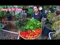 Thu hoạch cà chua, rau dền Mã Lai, mồng tơi, hái trái lý ăn tại vưởn ở Úc