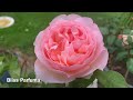 Best Performing Rose in my Garden This Year | Rose Garden Tour | Kordes Roses | David Austin Roses
