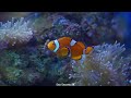Sea Tranquility 8K ULTRA HD - The Natural Beauty Of Fish 🐠 On Amazing Coral Reefs