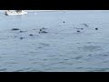 Seals at Cape Cod(1)