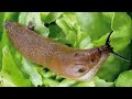 Slug Control In Garden - How To Get Rid Of Slugs