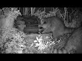 5 Baby Raccoons Visiting!