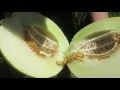 How to pick a PERFECT Honeydew!