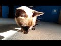 Dogs and Cats that Made my Day🤣 - Funny Dogs and Cats Compilation😇 #11