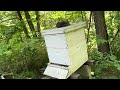 Hive Inspections Monday June 17, 2024, Queen At 27:20 Mark!