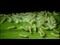 Buff Ermine Moth Eggs Hatching -- Music by Gary Azukx Dyson --Om Ye Dharma