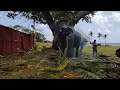 Majesty of Elephants Ready for the 79th Annual Ambalangoda Modara Dewalaye Perahera 2023