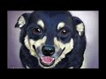 Dog Pet Portrait | Time Lapse Painting