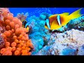 Ocean 4K - Sea Animals for Relaxation, Beautiful Coral Reef Fish in Aquarium 4K Video UHD