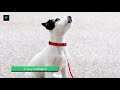 Jack Russell Terrier – Top 10 Facts (The Hollywood Dog)