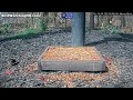 Time-Lapse of Solar Eclipse at my bird feeders (You won't believe what you hear during totality!)