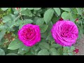 【4K】京成バラ園（千葉県）2024年5月8日の開花状況  May 8,2024　Spring roses　Japanese rose garden