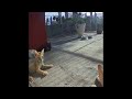 🐈 IMPOSSIBLE TRY NOT TO LAUGH 😘 Funny Animal Videos 😂