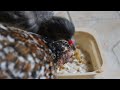 Mother Hen Teaches Rescued Baby Pigeon To Eat  paloma torcaz rescatada 3 Bébé pigeon ramier 3