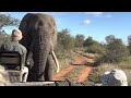 Giant African elephant challenges safari tracker