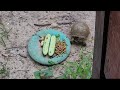 Backyard Turtles