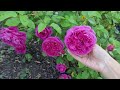 Top Roses Review In My Garden 2023 - David Austin and Kordes- Zone 6B