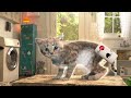 PLAYFUL LITTLE KITTEN ADVENTURE - FUN WITH CUTE KITTY AND ANIMAL FRIENDS