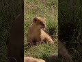 Little lion cub is afraid of his father! #shorts#baby#lion