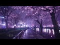 Tokyo Nights 🌸 [Relaxing Lo-Fi Beats to Study and Unwind]