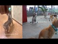😹🤣 You Laugh You Lose Dogs And Cats 🐱😹 New Funny Animals 2024 #9