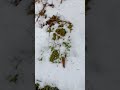 April 7th: Near Mount Chapman, T.N./N.C. (over 6,000 ft.) hiking in slush and ice