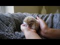A day in the life of a Hedgehog !!!