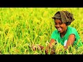 China Cultivate Rice in Africa and free out from Hunger