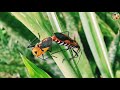 Beautiful Bugs, Zinnias and Hibiscus
