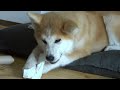 Ayu - Akita Inu (5 months old) - working for her dinner