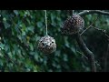 Creating a cheap bird feeding station. Home made fat balls. Bird watching in my garden