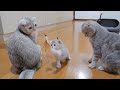 The kitten who was dissatisfied with his mother cat stealing his toy was too cute.