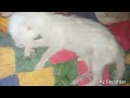 OOh 😱 Babli Cat r aik kitty ko Kia hogaya | Mother cat 1st time feeding her 6 kittens
