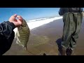 SURFPERCH Fishing Catch and Cook Part #2