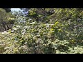 Morning blackberry picking