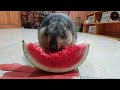 awesome sound when marmot eats watermelon