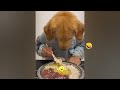 FUNNIEST CAT AND DOG VIDEOS 2023 #23