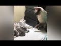 For a good mood | More of the Funniest Cats Video * Compilation 5