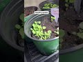 Update on my seedlings.