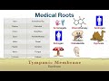 Medical Terminology: Root Words MADE EASY [Nursing, Students, Coding Classes]
