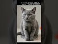 grey cat