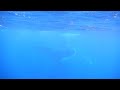 Humpback whales in front of the Opunohu Bay, Moorea