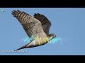 The best Hawks Sounds🦅- Different Types of North American Hawks and Their Sounds🎶